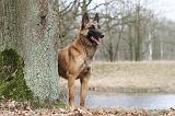 MALINOIS 681